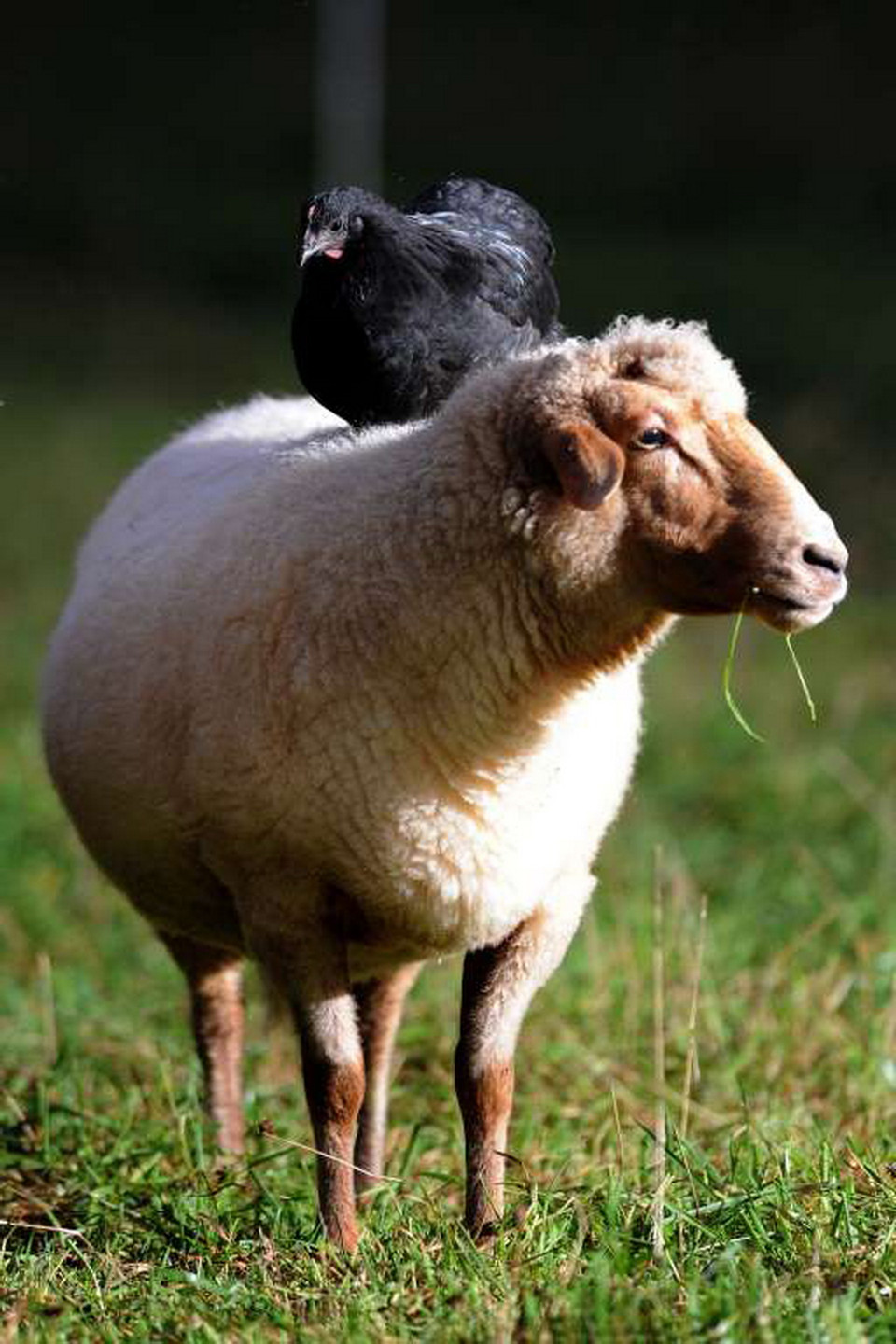 Cặp đôi bạn thân gà-cừu ở Đức. (Nguồn: Rex Features)