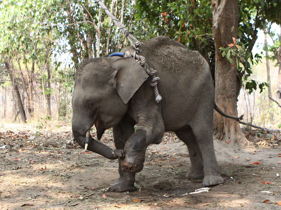 Cá thể voi bị thương đang được nuôi giữ chăm sóc. (Ảnh: Dương Giang/TTXVN)