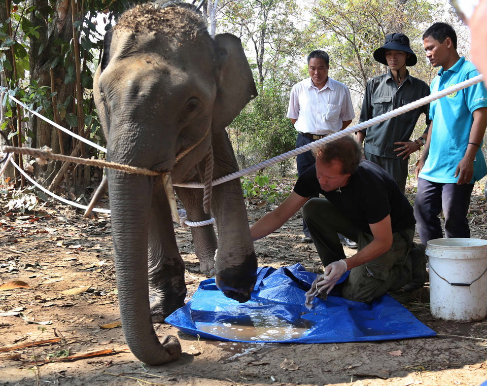 Cá thể voi đang được chuyên gia của Tổ chức động vật châu Á chăm sóc, chữa trị vết thương. (Ảnh: Dương Giang/TTXVN) 
