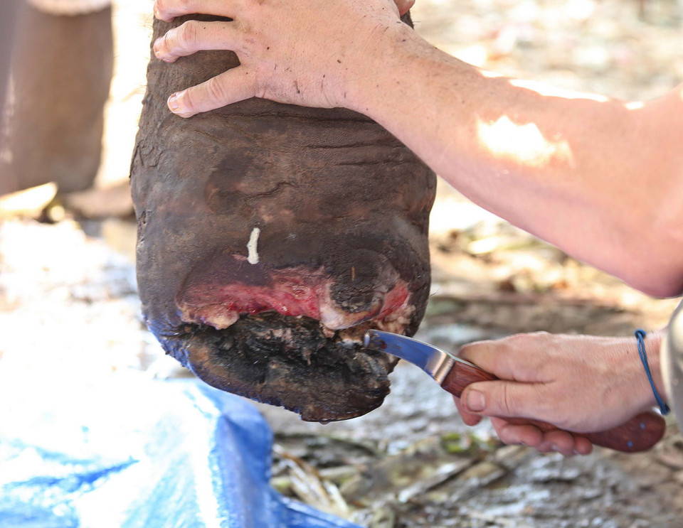 Chữa trị vết thương cho voi. (Ảnh: Dương Giang/TTXVN) 