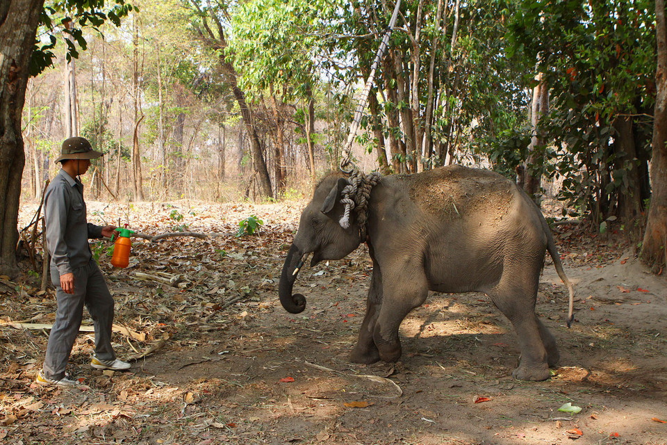 Phun thuốc khử trùng môi trường nơi giữ voi bị thương. (Ảnh: Dương Giang/TTXVN) 