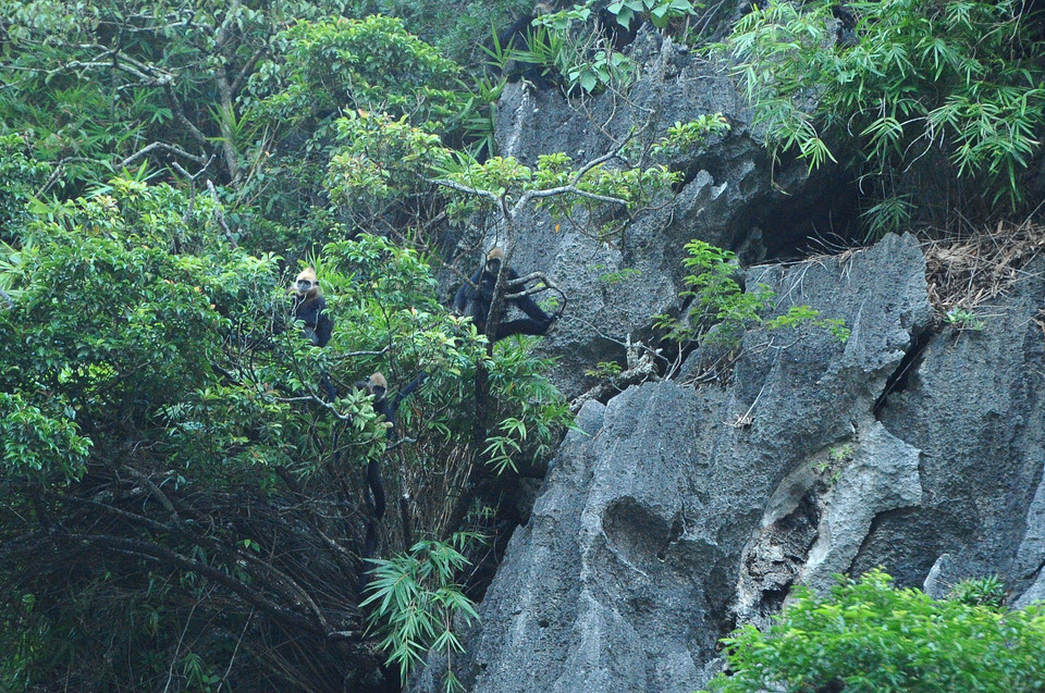 Voọc Cát Bà còn được biết đến với tên gọi voọc đầu vàng (tên khoa học là trachypithecus poliocephalus policephalus, tên tiếng Anh là Cat Ba langur hay Golden headed langur) là một trong bốn loài linh trưởng đặc hữu của Việt Nam. (Ảnh: Minh Đức/TTXVN)