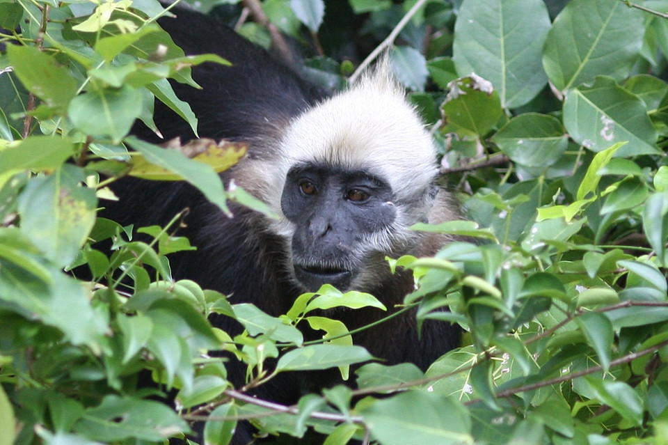 Voọc Cát Bà là loài linh trưởng rất quý hiếm chỉ có trong các khu rừng nhiệt đới ẩm ướt trên đảo Cát Bà. (Ảnh: Minh Đức/TTXVN)