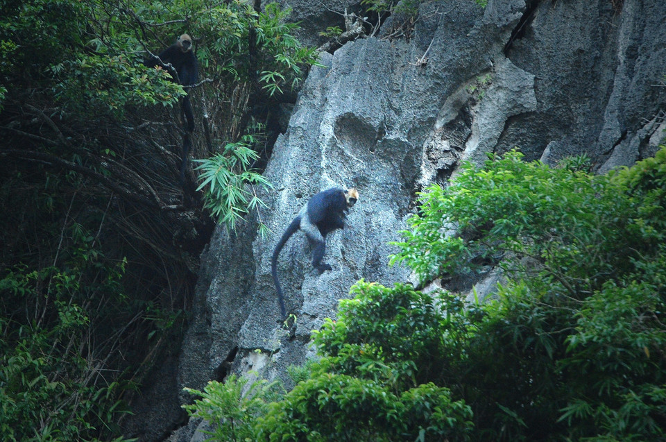Voọc Cát Bà là một trong những loài linh trưởng quý hiếm nhất trên thế giới và chỉ được tìm thấy trên đảo Cát Bà, ngoài khơi thành phố Hải Phòng. (Ảnh: Minh Đức/TTXVN)