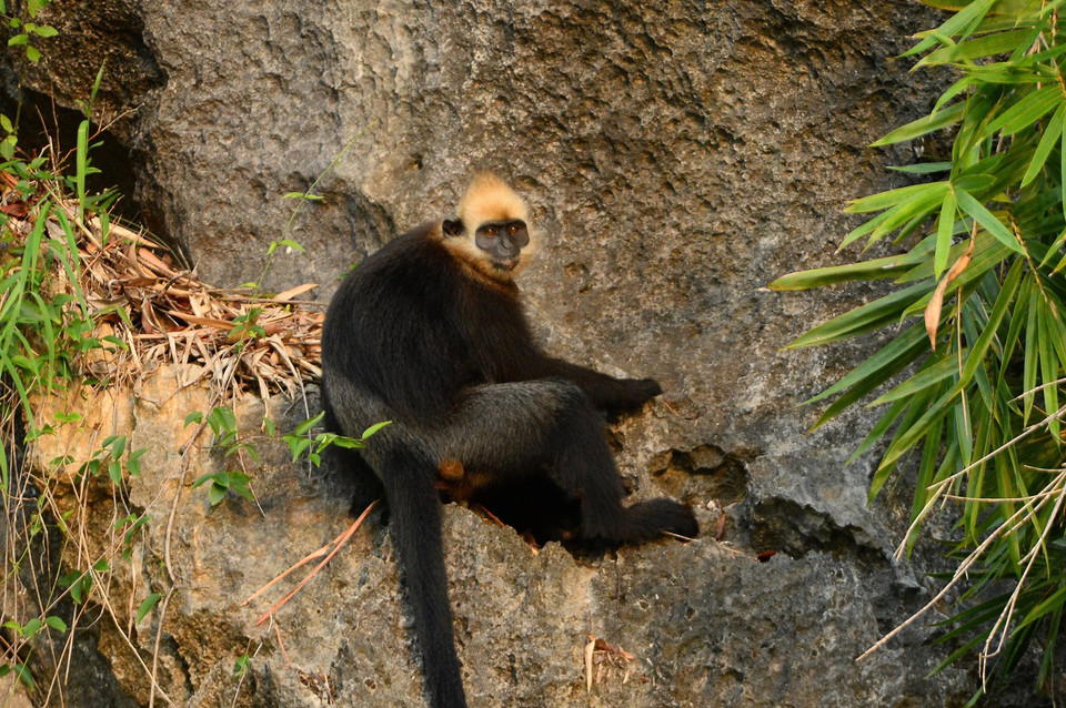 Voọc Cát Bà với đặc trưng là lông tóc trên đầu có màu vàng, tên khoa học là Trachypithecus poliocephalus, là một trong những loài linh trưởng quý hiếm nhất trên thế giới và chỉ được tìm thấy trên đảo Cát Bà, ngoài khơi thành phố Hải Phòng. (Ảnh: Minh Đức/TTXVN)