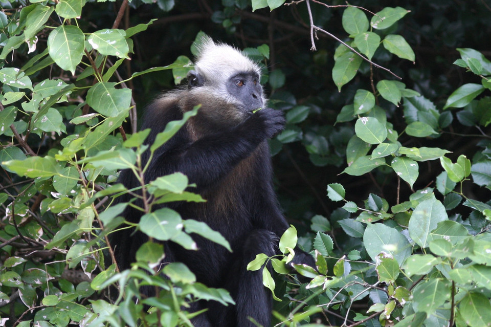 Voọc Cát Bà là loài linh trưởng rất quý hiếm chỉ có trong các khu rừng nhiệt đới ẩm ướt trên đảo Cát Bà. (Ảnh: Minh Đức/TTXVN)