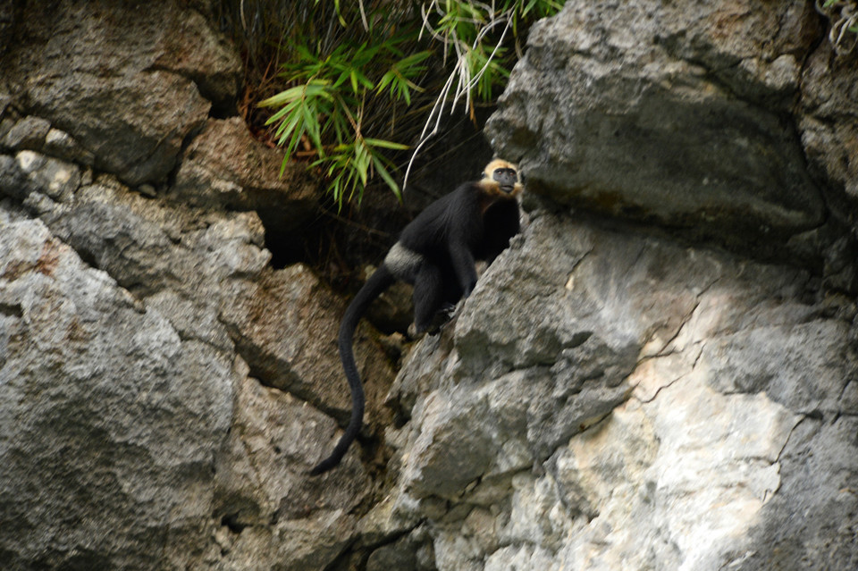 Voọc Cát Bà trưởng thành có chiều dài cơ thể khoảng từ 47-53cm. Đặc biệt, đuôi của chúng dài hơn cơ thể rất nhiều, khoảng từ 85-90cm và có tác dụng giúp chúng giữ thăng bằng cơ thể trong khi di chuyển trên những dẫy núi đá vôi cheo leo, hiểm trở. (Ảnh: Minh Đức/TTXVN)