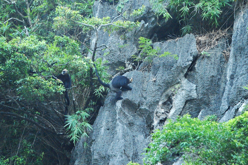 Voọc Cát Bà chỉ sống ở các khu rừng trên những dãy núi đá vôi thuộc quần đảo Cát Bà. (Ảnh: Minh Đức/TTXVN)