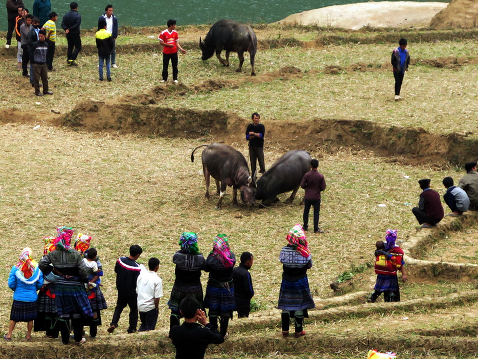 Chọi trâu. (Nguồn: Vietnam+)