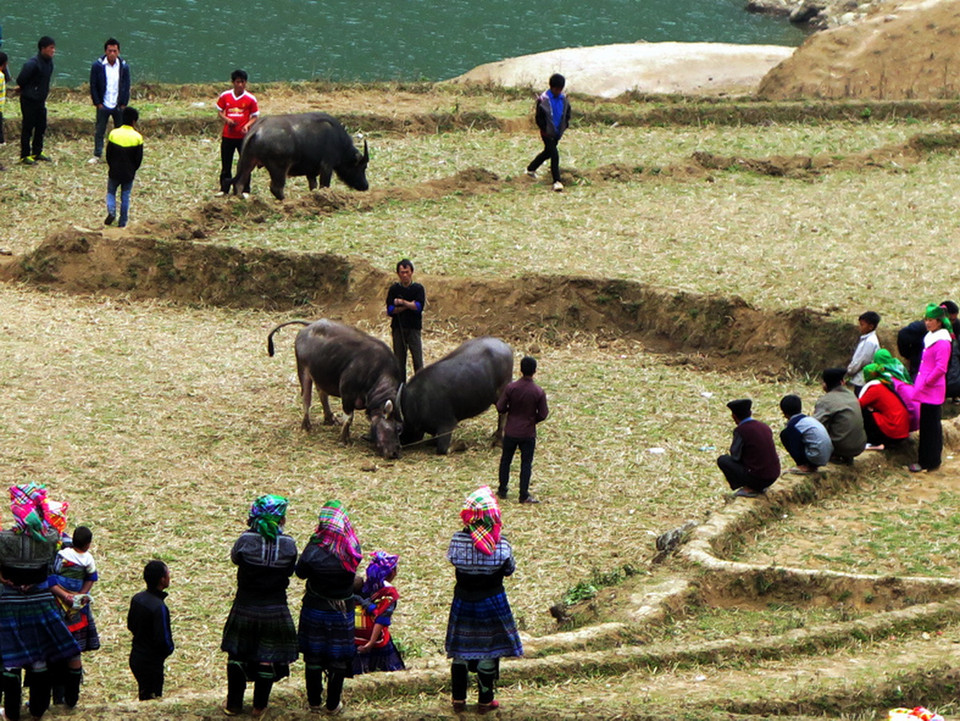 Những con trâu mộng của bản Phiêng Ái đem chọi với trâu của bản Lọng Cang. (Nguồn: Vietnam+)