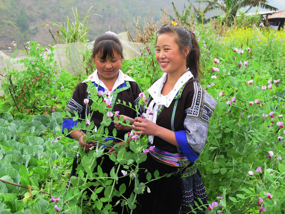 Sắc màu của mùa Xuân. (Nguồn: Vietnam+)