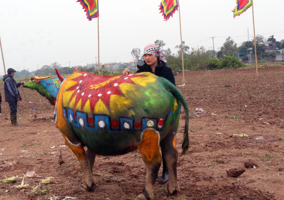 Họa sỹ thể hiện ý tưởng trên mình trâu. (Ảnh: Nguyễn Chinh/TTXVN)