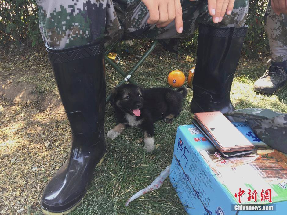 Thật thần kỳ là chú chó vẫn sống khỏe mạnh và không bị vết thương nào. (Nguồn: CCTVNews)