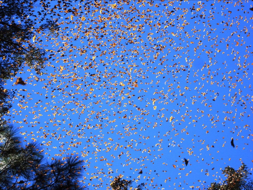 Bướm Monarch là loài bướm duy nhất có lộ trình di cư 2 chiều. Hàng năm, chúng sẽ bay từ vùng miền Đông Bắc nước Mỹ sang vùng núi Sierra Madre của Mexico (vào cuối tháng 10) và từ miền Bắc nước Mỹ sang California. (Nguồn: United States Department of Agriculture)