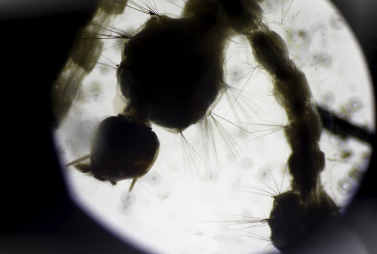 Nhân viên y tế xét nghiệm ấu trùng muỗi Aedes aegypti qua kính hiển vi. (Nguồn: Reuters)