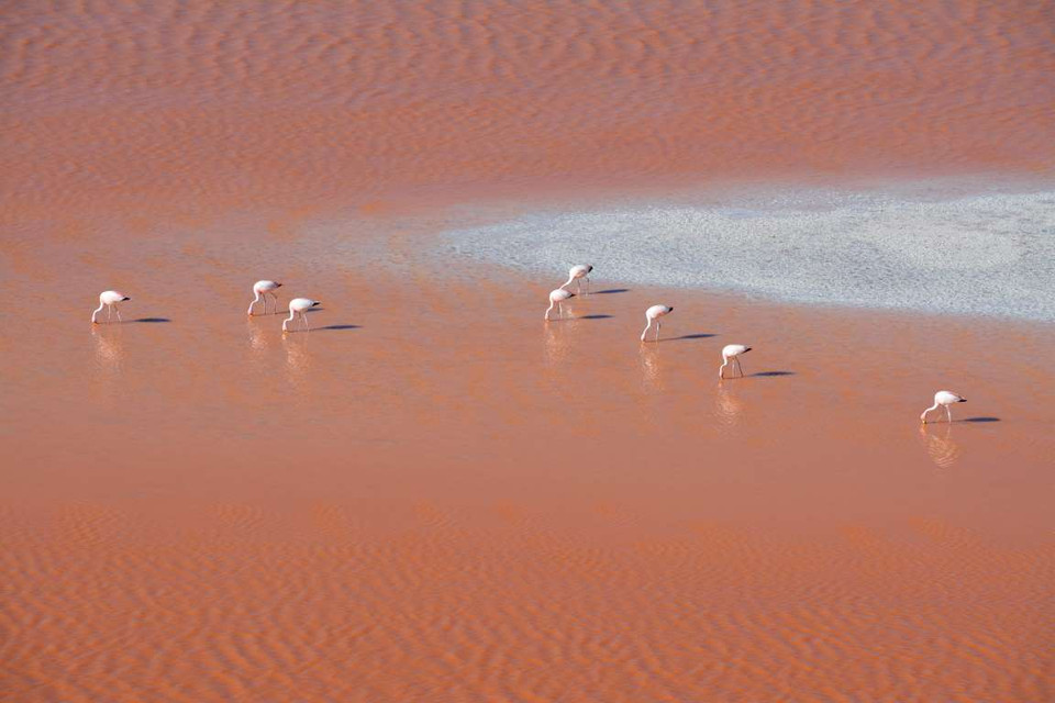 Đàn hồng hạc ở Laguna Colorada. (Nguồn: National Geographic Traveler) 