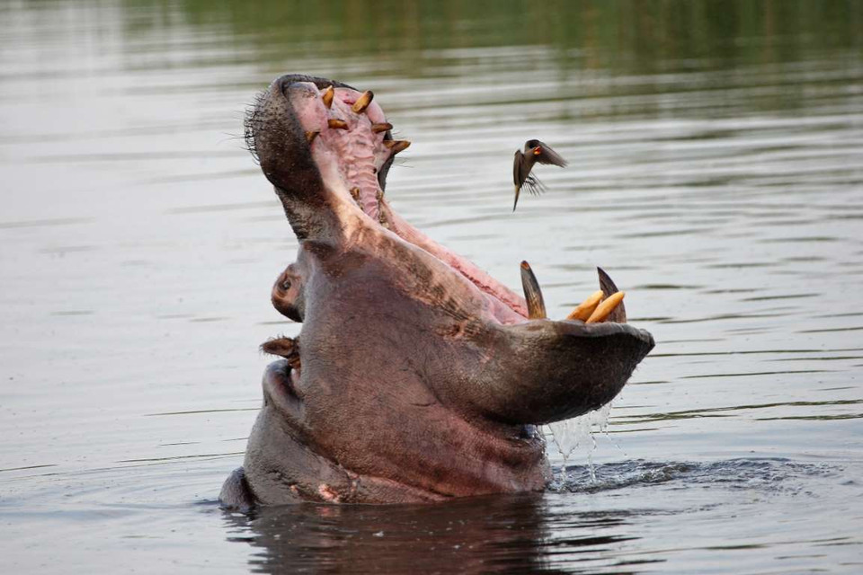 Khoảnh khắc ấn tượng của hà mã và chú chim nhỏ. (Nguồn: National Geographic Traveler) 