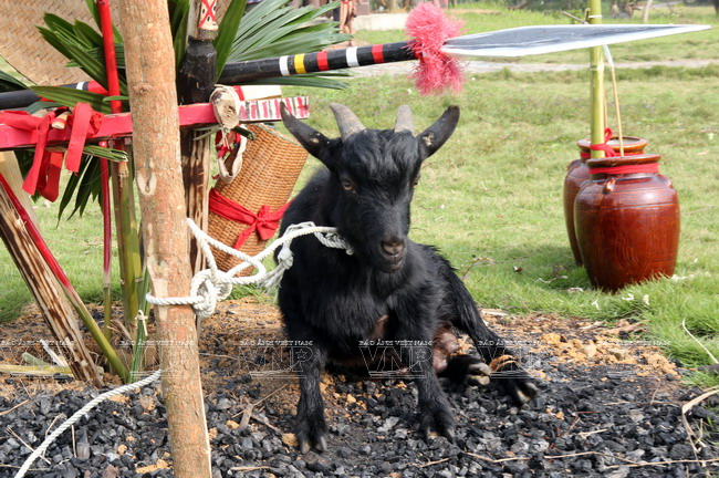 Một con dê đực to khỏe dùng làm vật hiến sinh được buộc dưới chân cây nêu. (Ảnh: Trịnh Văn Bộ/Báo ảnh Việt Nam)