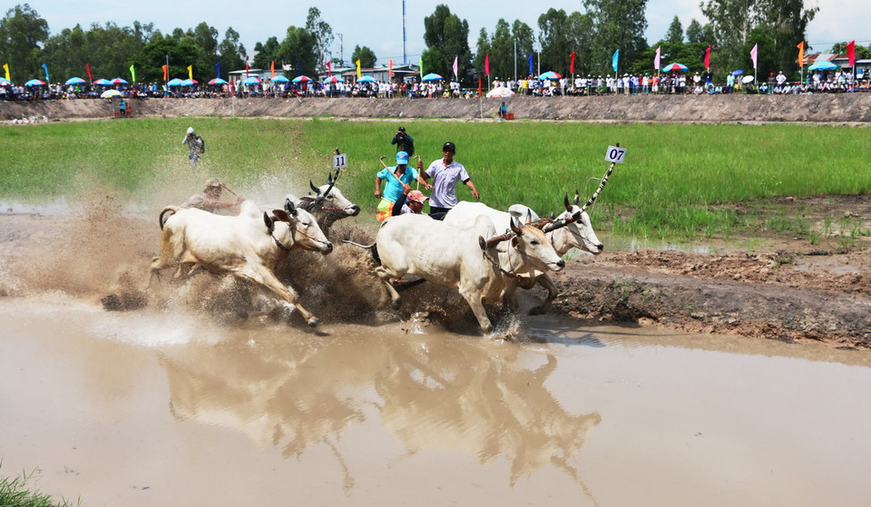 Các đôi bò ganh đua quyết liệt ở vòng đua sơ loại. (Ảnh: Công Mạo/TTXVN) 