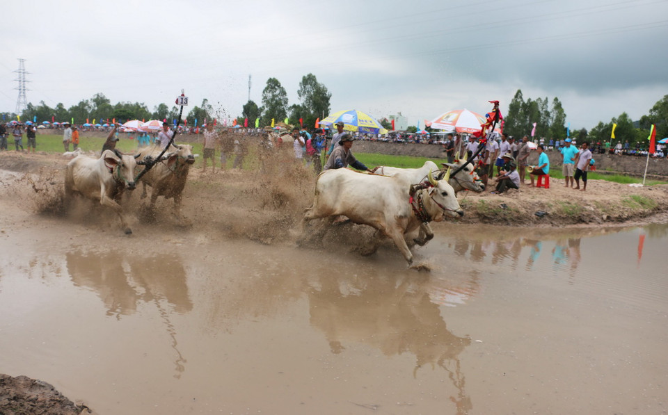 Các đôi bò ganh đua quyết liệt ở vòng đua sơ loại. (Ảnh: Công Mạo/TTXVN) 