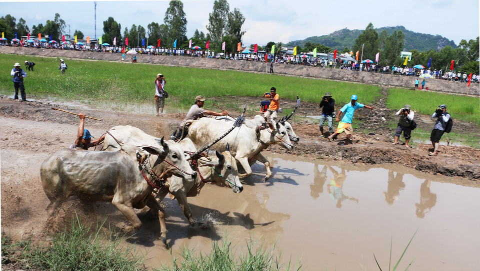 Sáng 18/5/2017, tại Khu liên hợp Thể dục Thể thao, thành phố Châu Đốc (An Giang), Ủy ban nhân dân thành phố Châu Đốc phối hợp với Sở Văn hóa, Thể thao và Du lịch tỉnh An Giang tổ chức Lễ hội đua bò biểu diễn Châu Đốc lần thứ nhất năm 2017. (Ảnh: Công Mạo/TTXVN) 