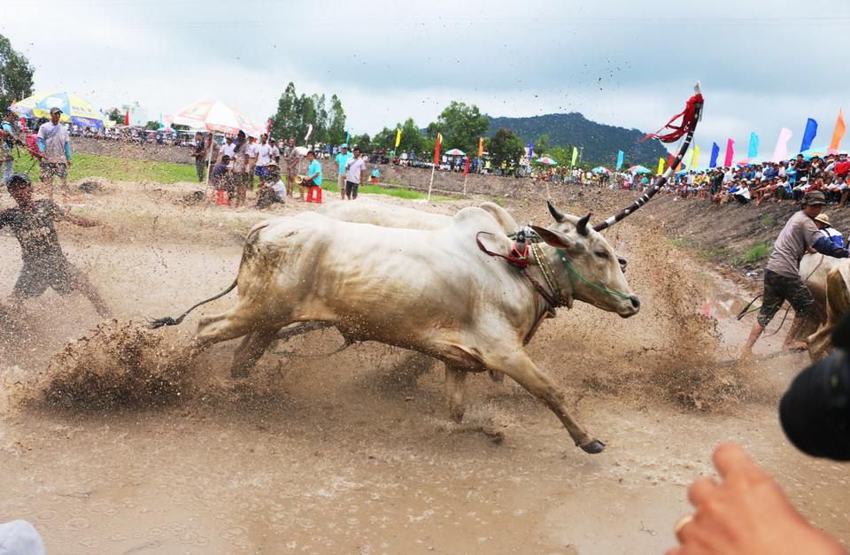 Giải thu hút 24 đôi bò đến từ huyện Tịnh Biên thi đấu theo đúng phong tục đua bò Bảy Núi An Giang của đồng bào dân tộc Khmer đã thu hút hàng ngàn du khách trong và ngoài nước đến xem và cổ vũ. (Ảnh: Công Mạo/TTXVN) 