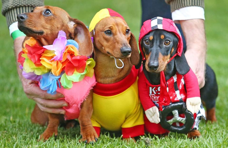 Thành phố Melbourne đã lần đầu tiên tổ chức cuộc thi tìm ra chú chó xúc xích có trang phục đẹp nhất. (Nguồn: CCTVNews)