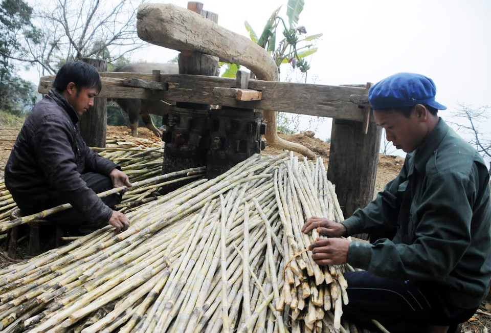 Khâu ép mía quan trọng nhất là “đầu vào.” (Ảnh: Nguyễn Công Hải/Vietnam+)