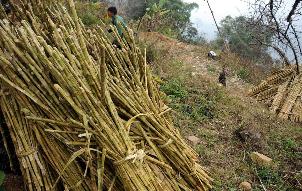 Cây mía sau khi ép hết nước vẫn còn nguyên hình dáng. (Ảnh: Nguyễn Công Hải/Vietnam+)