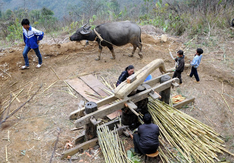 Cả gia đình cùng trâu phối hợp nhịp nhàng ép mía. (Ảnh: Nguyễn Công Hải/Vietnam+)