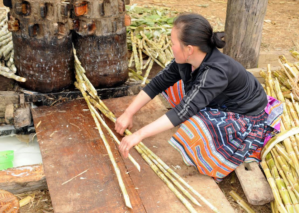 Đón lõng xác mía để gọn gàng còn ép lại lần hai, lần ba. (Ảnh: Nguyễn Công Hải/Vietnam+)