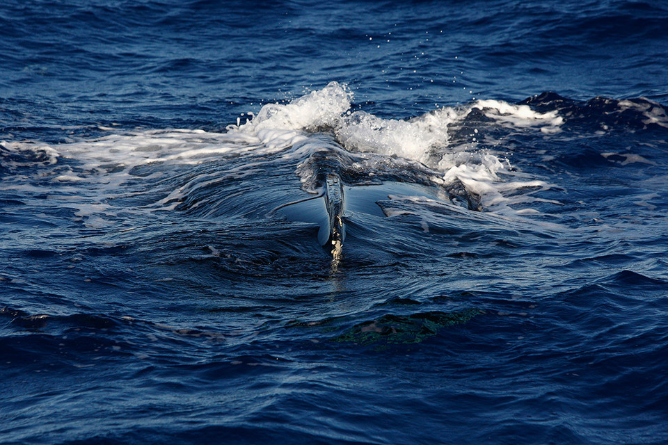 Một chiếc thuyền chở người nhập cư bị lật ngược, cách bờ Tây Nam của Malta 75 dặm ngày 16/6/2008. (Nguồn: Reuters)