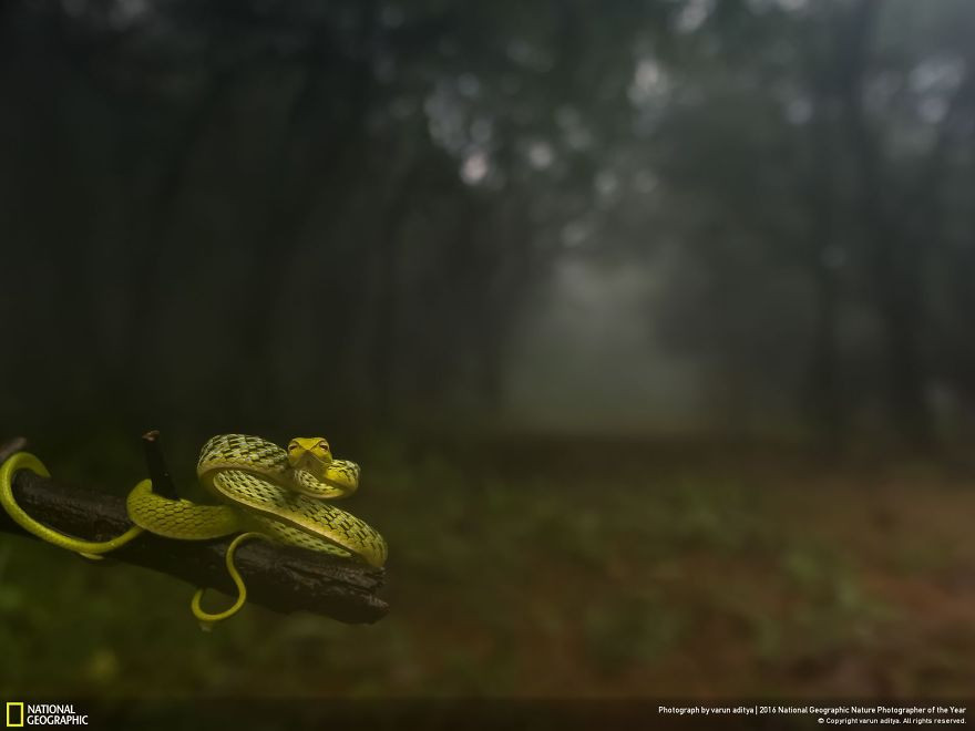 Nhảy vào rừng xanh: Một chú rắn xanh dài 20cm được nhiếp ảnh gia bắt gặp trong buổi sáng mù sương. (Nguồn: boredpanda)