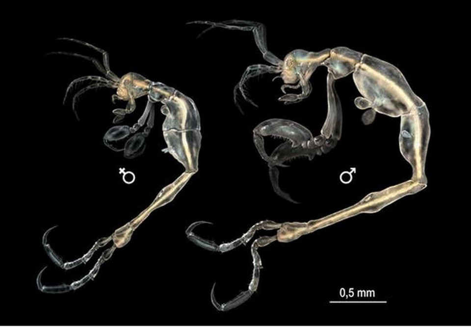 Trông chúng giống như những người ngoài trái đất. (Nguồn: Science Space Robots)