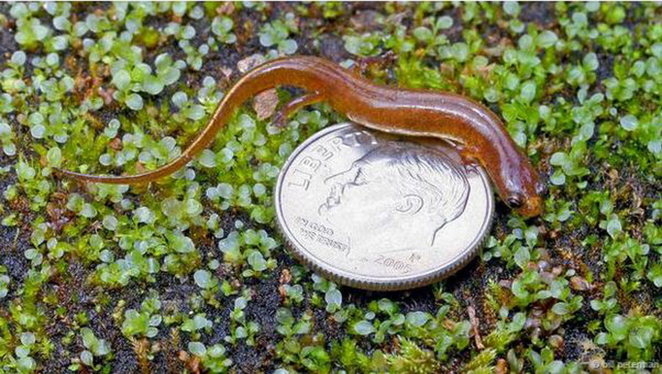 Phát hiện nhỏ của hai sinh viên là các loài động vật lưỡng cư, bốn chân đầu tiên được tìm ra ở Mỹ trong 50 năm. (Nguồn: BBC)