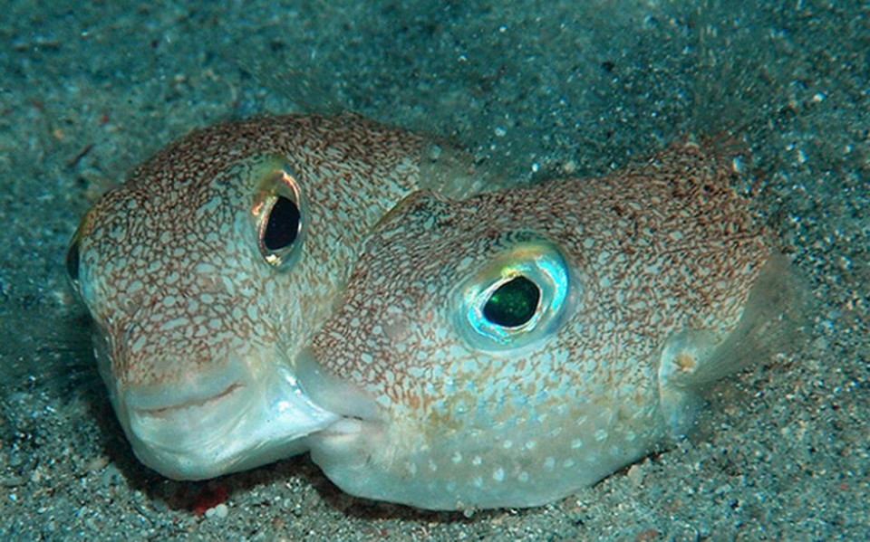 Không ít nhà khoa học và thợ lặn đã phải đau đầu để tỉm ra chủ nhân của các loại tổ tròn xuất hiện dưới đáy biển. Sau nhiều năm cuối cùng "thủ phạm" cũng bị tìm ra và đó chính là loại cá nóc với dáng vẻ bí hiểm này. (Nguồn: Radio New Zealand)