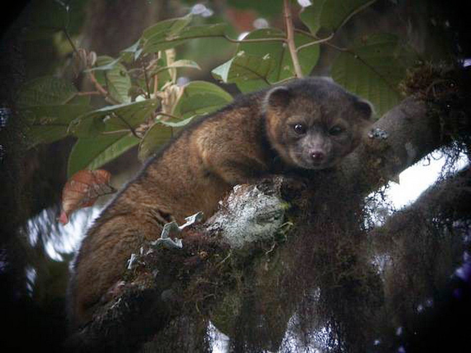 Loài vật này được cho là có họ hàng với loài gấu trúc. Lần đầu tiên được tìm thấy ở Tây bán cầu cách đây khoảng 35 năm. (Nguồn: Time)