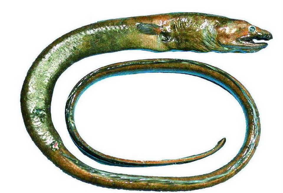 Loài sinh vật đáng sợ này rất có thể đã xuất hiện trong những cơn các mộng của nhiều người. Nó dài khoảng 50 inches. (Nguồn: Encyclopedia Britannica)