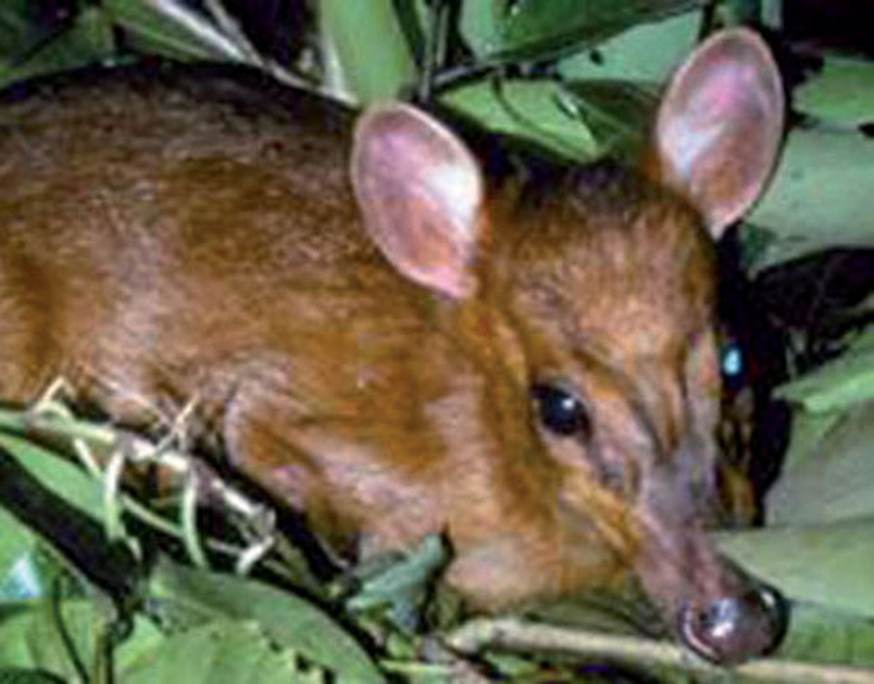 Loài hươu này cao khoảng 3 feet và nặng chỉ 24 pounds. Lần đầu tiên con vật này được phát hiện là vào năm 1999, nó đã được xếp vào mục mẫu vật. Thế nhưng kể từ đó những con hươu tương tự cũng đã liên tục được tìm ra. (Nguồn: Encyclopedia Britannica)