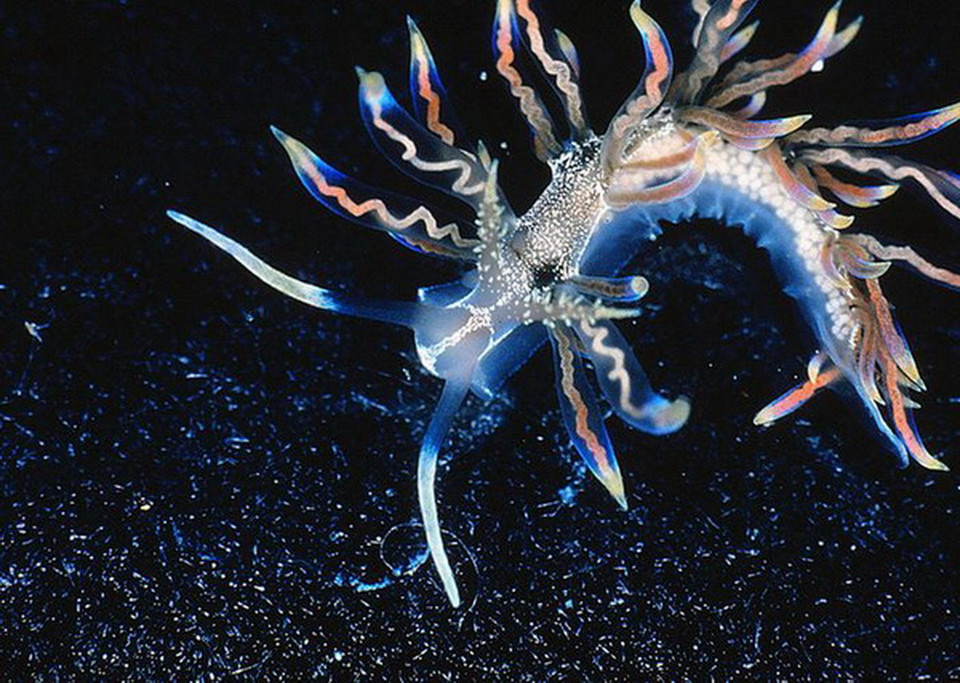 Sinh vật kỳ lạ sống ở vùng biển sâu và nước chảy siết này được tìm thấy ở Okinawa, Nhật Bản. (Nguồn: CNET)