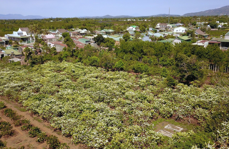Rừng hoa càphê trắng muốt trải dài trên phố núi Pleiku. (Ảnh: Thành Đạt/TTXVN)
