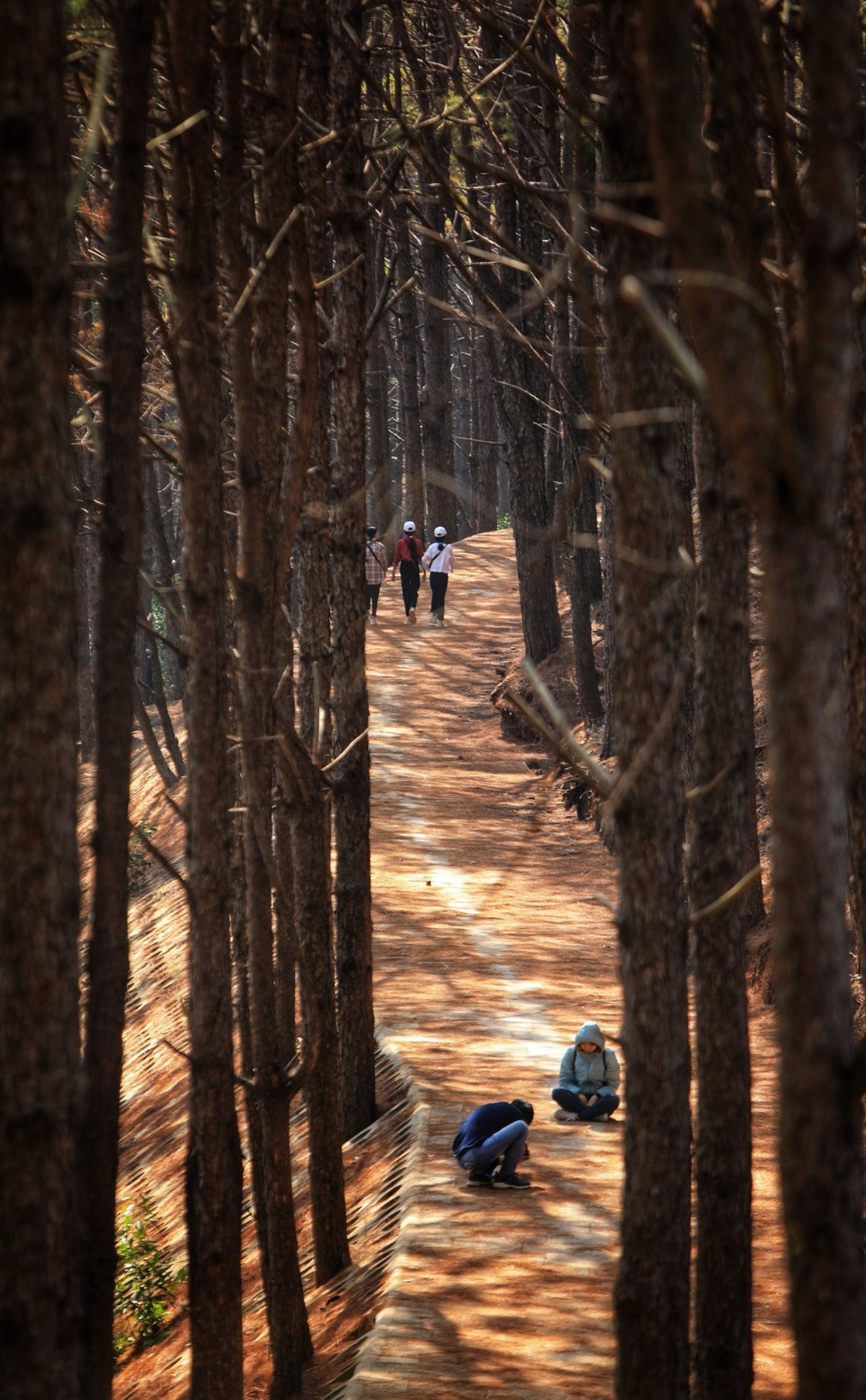 Vẻ đẹp của hàng thông tại khu vực biển hồ Pleiku. (Ảnh: Thành Đạt/TTXVN)
