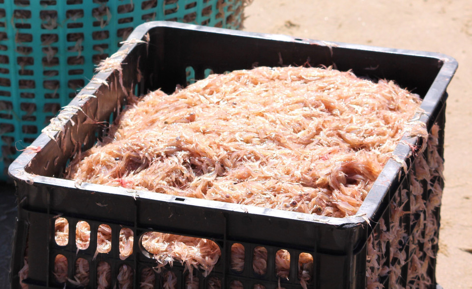 Ruốc còn tươi khi ngư dân vừa khai khác được. Hiện ruốc tươi bán được từ 12.000-15.000 đồng/kg, ruốc phơi khô có giá từ 50.000-55.000 đồng/kg, đem lại nguồn thu nhập cao cho ngư dân. (Ảnh: Nguyên Lý/TTXVN)