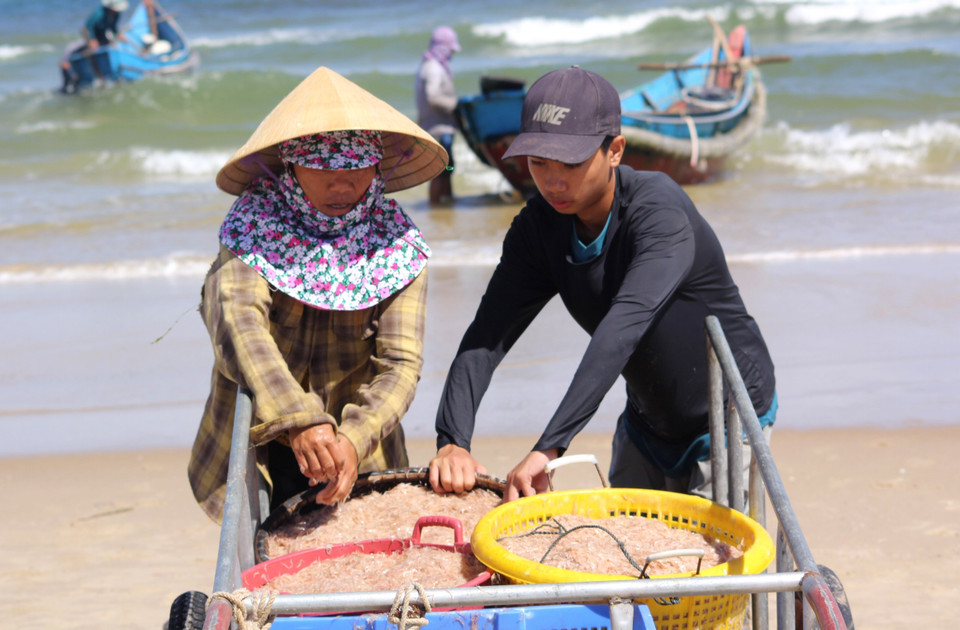 Ngư dân thu gom ruốc để mang đi bán. (Ảnh: Nguyên Lý/TTXVN)