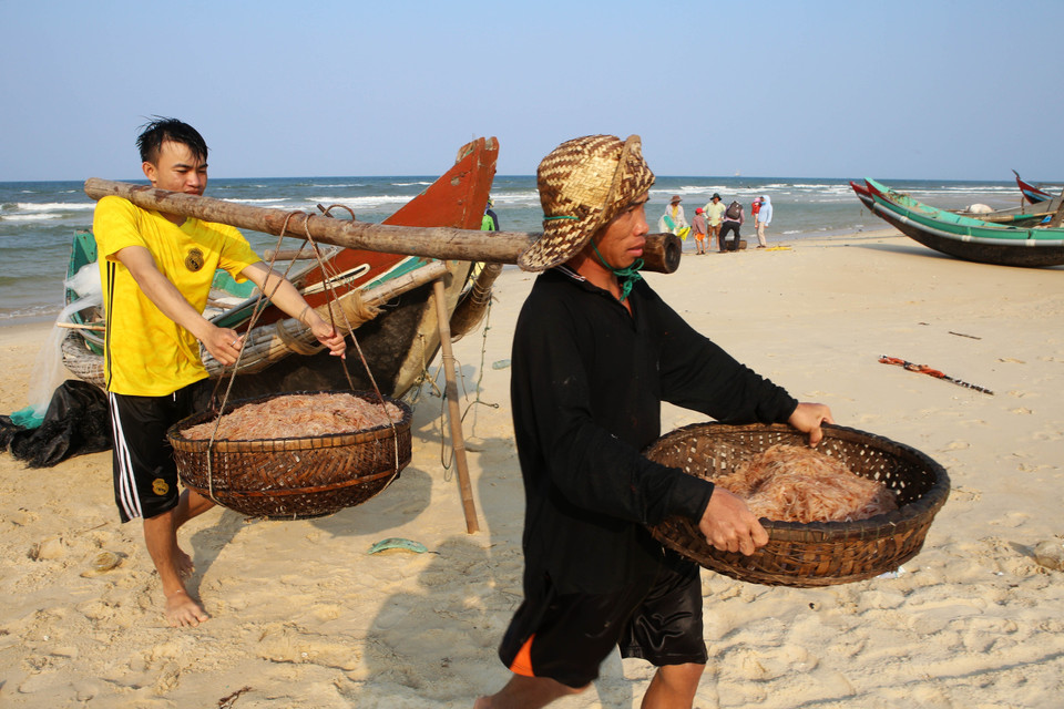 Ngư dân các xã bãi ngang ven biển được mùa ruốc. (Ảnh: Hồ Cầu/TTXVN)