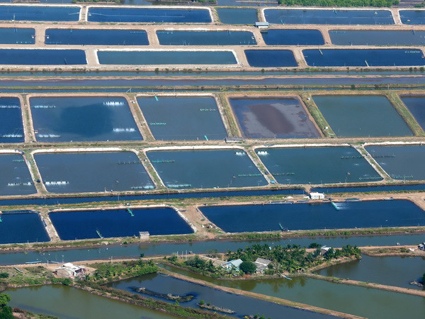 Vuông nuôi tôm ở Cà Mau. (Ảnh: Duy Khương/TTXVN)