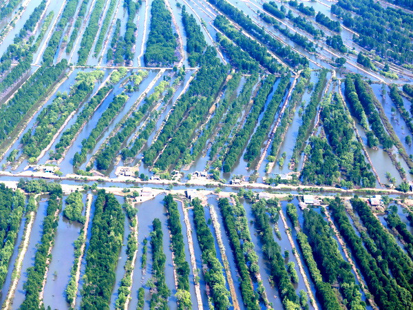 Rừng tràm nhân tạo thuộc rừng U Minh. (Ảnh: Duy Khương/TTXVN)