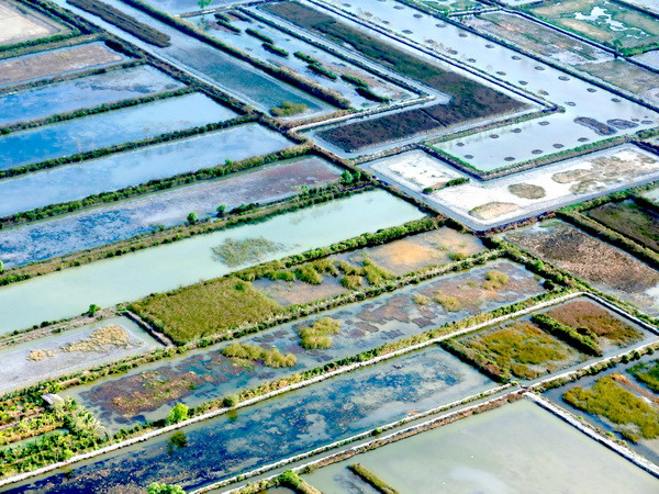 Vuông nuôi tôm ở Cà Mau. (Ảnh: Duy Khương/TTXVN)