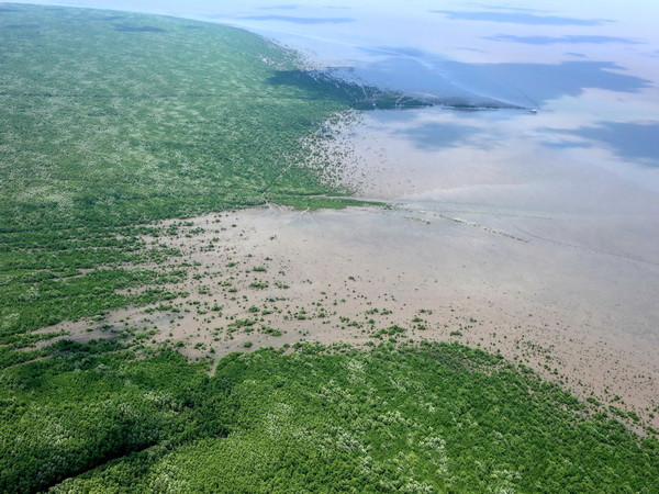 Những cây bần đang lấn ra biển, mở rộng diện tích Khu Ramsan của thế giới tại rừng U Minh. (Ảnh: Duy Khương/TTXVN)