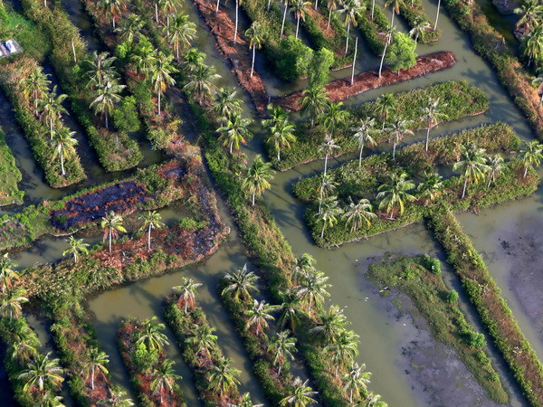 Vùng trồng dừa ở Cà Mau. (Ảnh: Duy Khương/TTXVN)